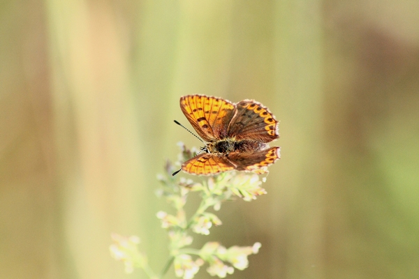 Lycaena alciphron (No) , tytirus o...thersamon???